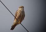 DSC01592-M.jpg