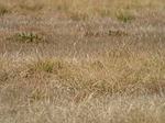 DSC01600-M.jpg