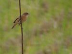DSC05009-T.jpg