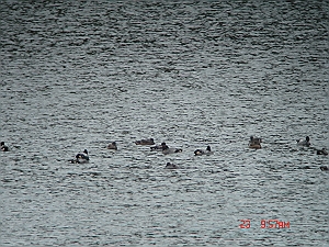 DSC05625_M.jpg