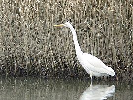 DSC05670_M.jpg
