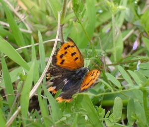 DSC07010-S.jpg