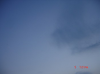 DSC08375-T.jpg