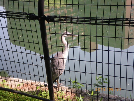 IMGP2682_M.JPG
