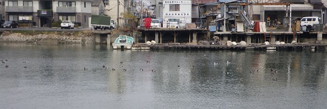 IMGP3037_M.JPG